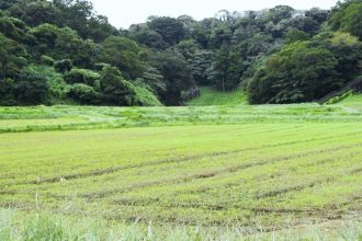 公園だより最新投稿写真