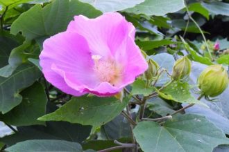 公園だより最新投稿写真