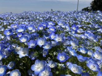 公園だより最新投稿写真