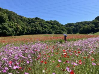 公園だより最新投稿写真