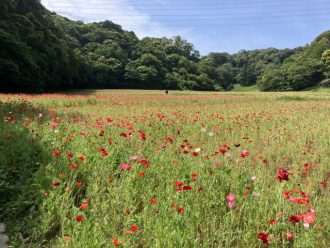 公園だより最新投稿写真