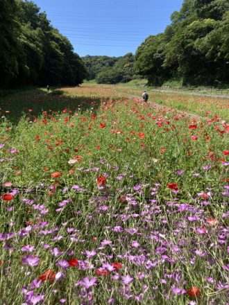 公園だより最新投稿写真