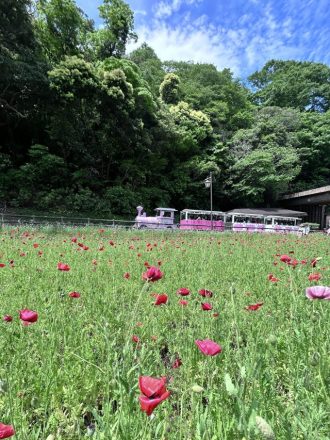 公園だより最新投稿写真