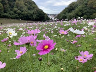 公園だより最新投稿写真