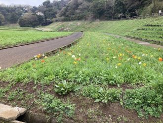 公園だより最新投稿写真