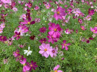公園だより最新投稿写真