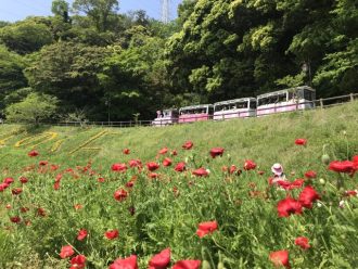 公園だより最新投稿写真