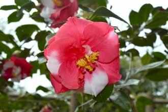 公園だより最新投稿写真