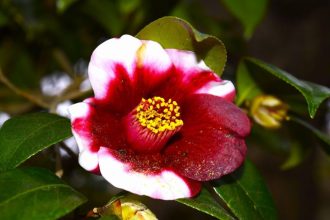 公園だより最新投稿写真