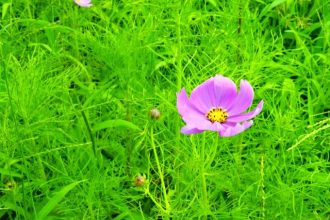 公園だより最新投稿写真