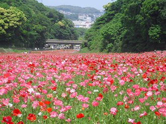 公園の写真