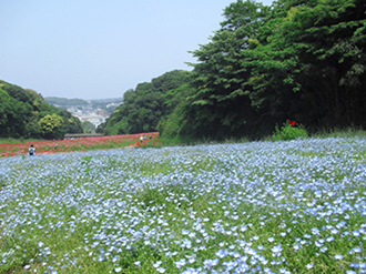 公園の写真