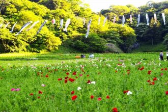 公園だより最新投稿写真