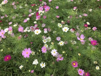 公園だより最新投稿写真