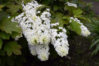 公園だより最新投稿写真