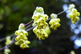 公園だより最新投稿写真