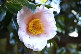 公園だより最新投稿写真