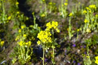 公園だより最新投稿写真