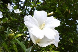 公園だより最新投稿写真