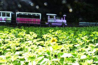 公園だより最新投稿写真