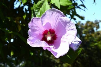 公園だより最新投稿写真