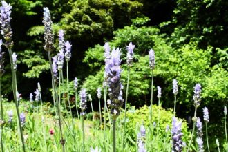 公園だより最新投稿写真