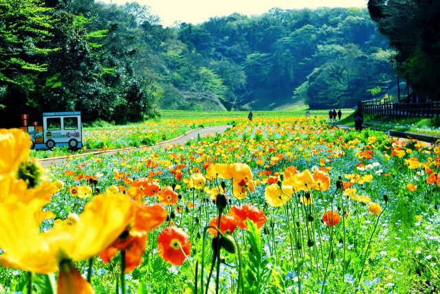 ポピー無料花摘み大会 イベント情報 横須賀市 くりはま花の国