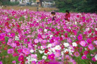 主催イベント：コスモスまつりの画像