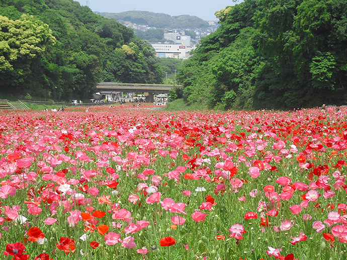 ポピー・コスモス園の写真