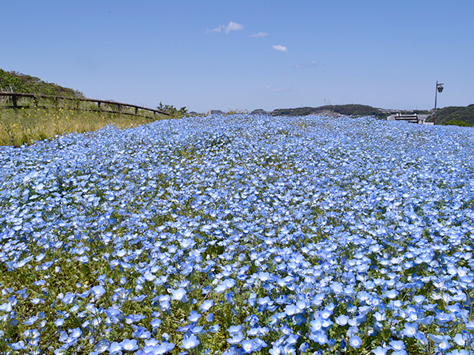 天空の花畑の写真