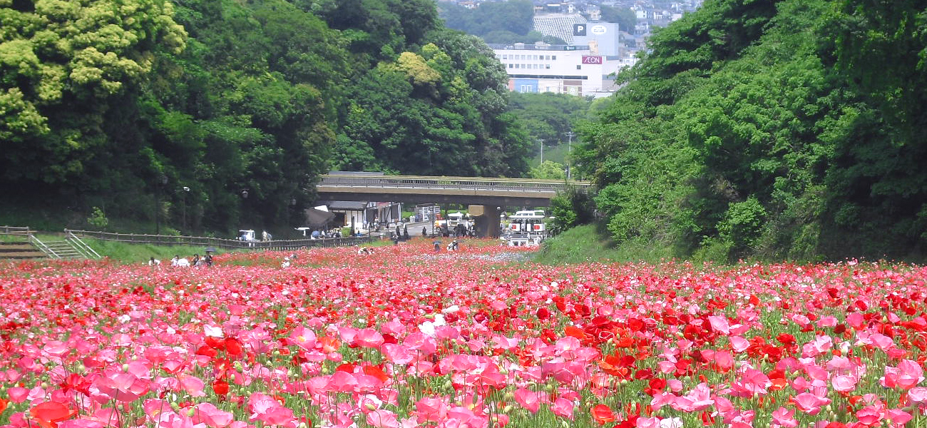 公園の写真1