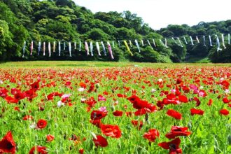 公園だより最新投稿写真