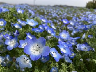公園だより最新投稿写真