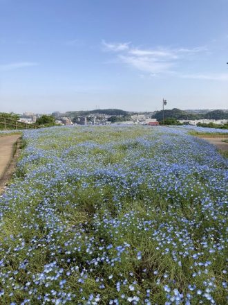 公園だより最新投稿写真