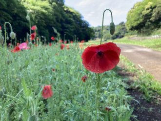 公園だより最新投稿写真