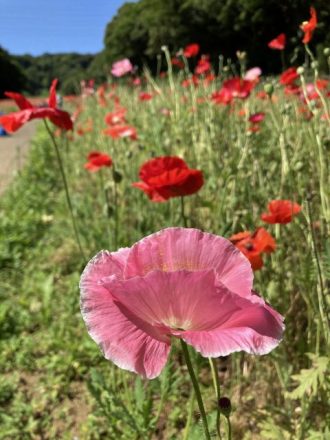 公園だより最新投稿写真