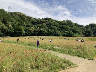 公園だより最新投稿写真