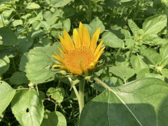 公園だより最新投稿写真