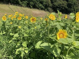 公園だより最新投稿写真