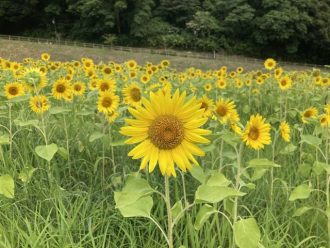 公園だより最新投稿写真