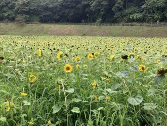 公園だより最新投稿写真