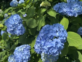 公園だより最新投稿写真