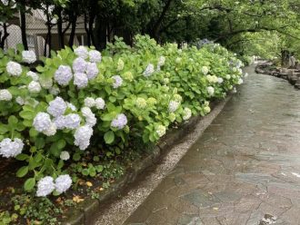 公園だより最新投稿写真