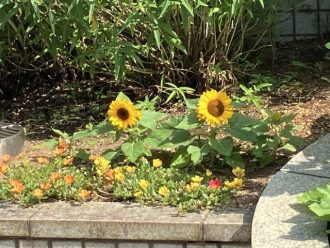 公園だより最新投稿写真