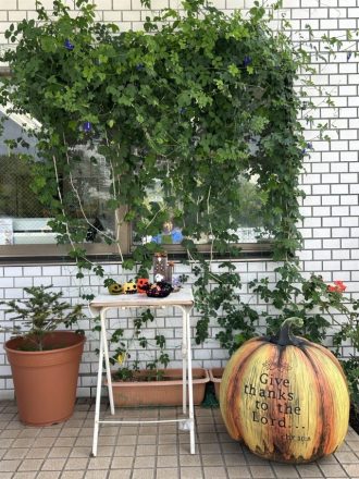 公園だより最新投稿写真