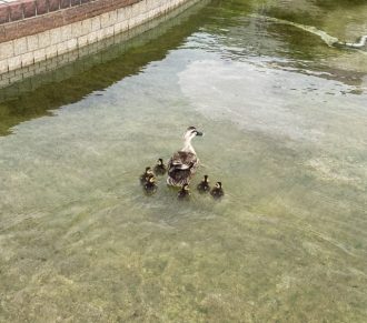 公園だより最新投稿写真