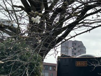 公園だより最新投稿写真