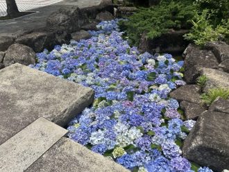 公園だより最新投稿写真