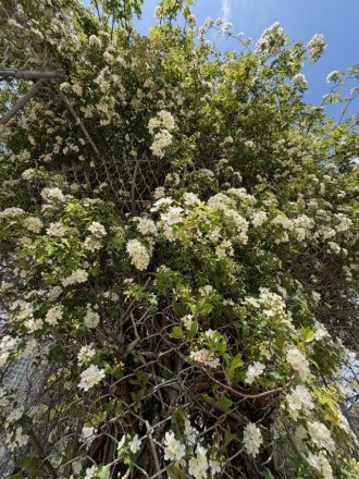 フラワーだより最新投稿写真