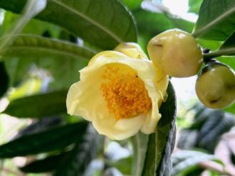 フラワーだより最新投稿写真